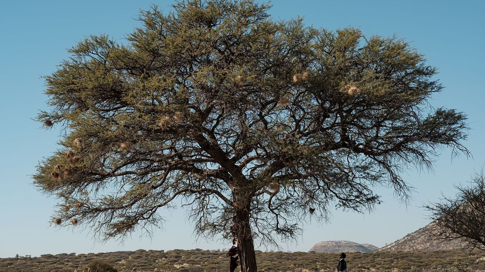 Filmstill From Perivi Katjavivi’s current film project The Hanging Tree. Photo credit: Perivi Katjavivi